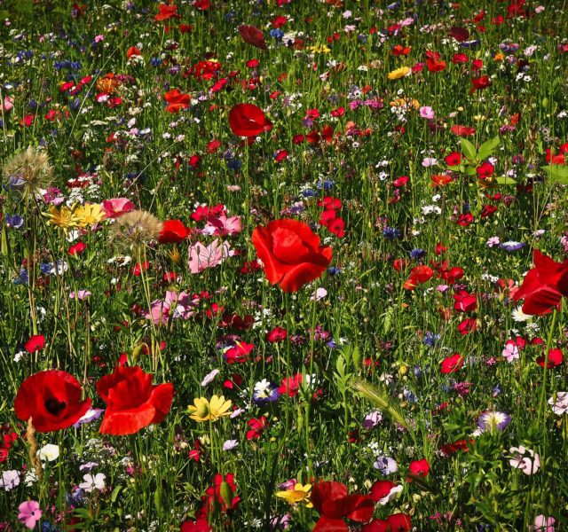 Summer meadow flowers