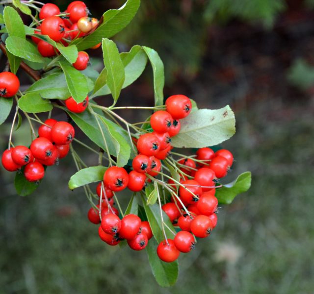 Evergreens with berries