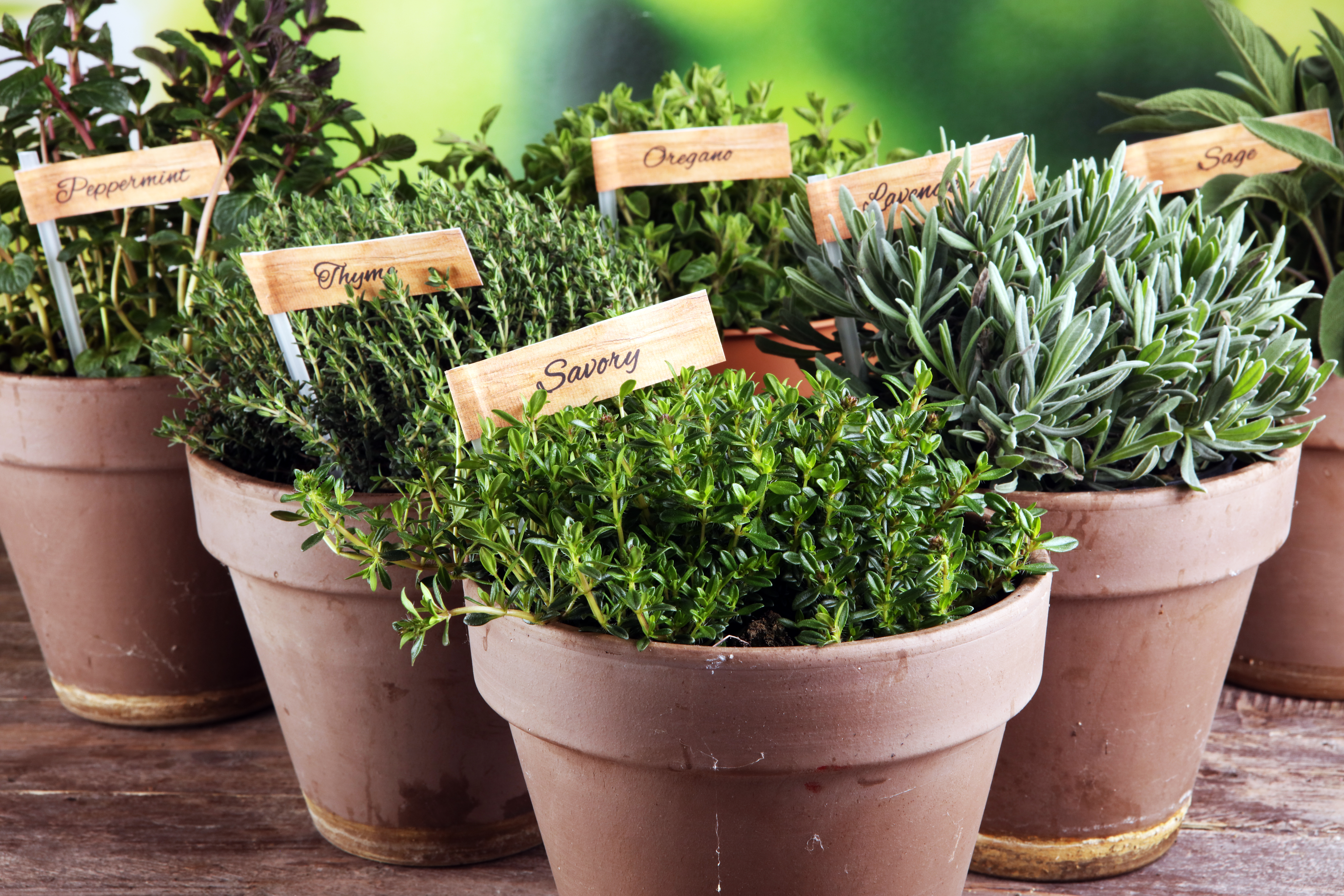 herbs growing in pots