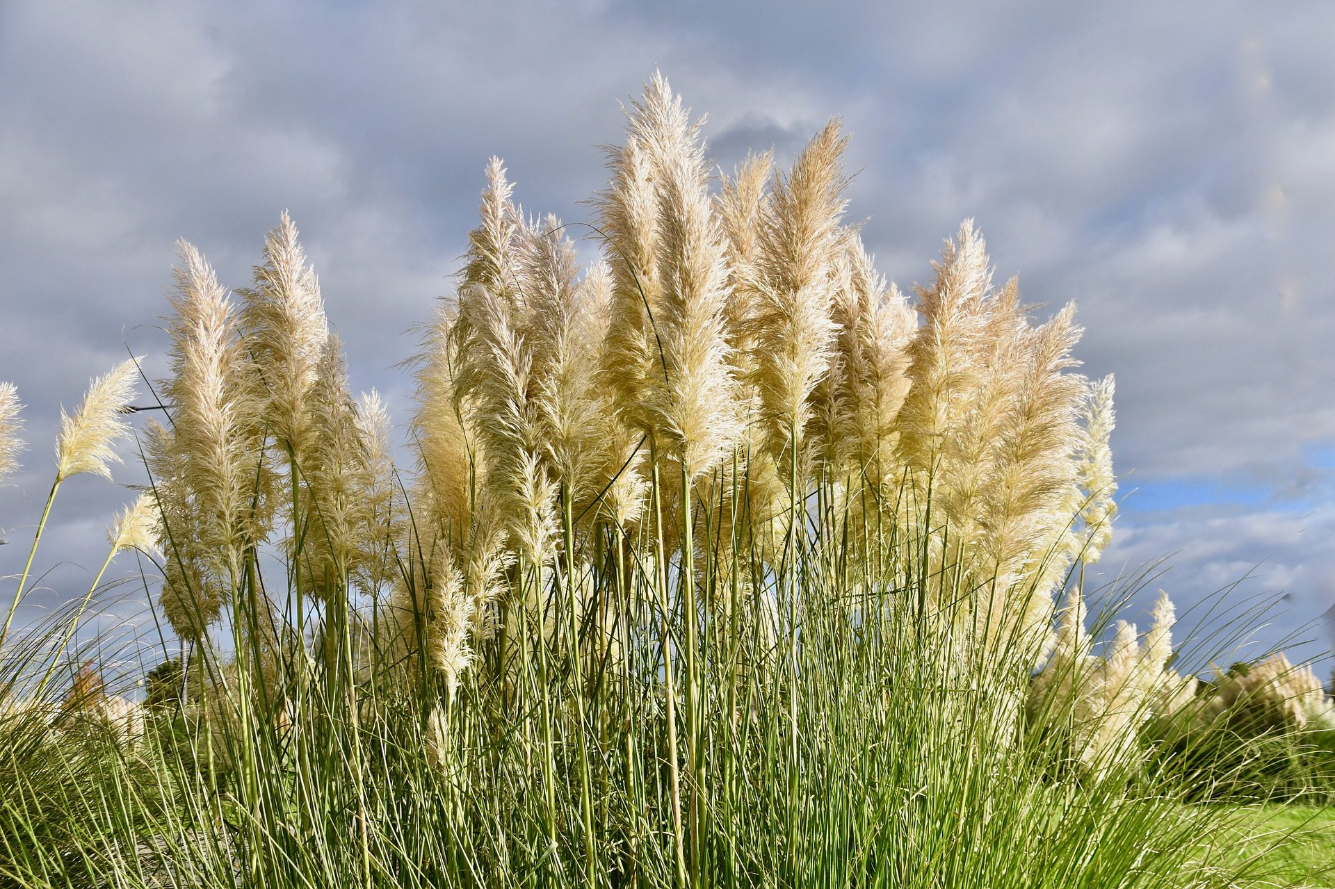 pampas grass