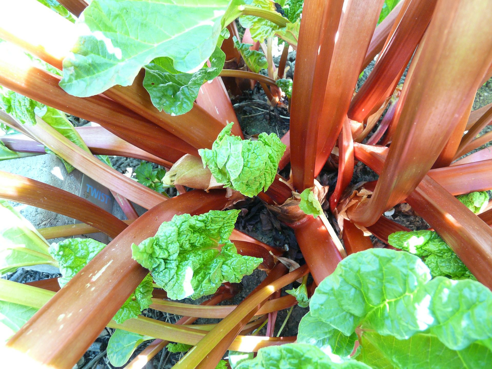 rhubarb growing