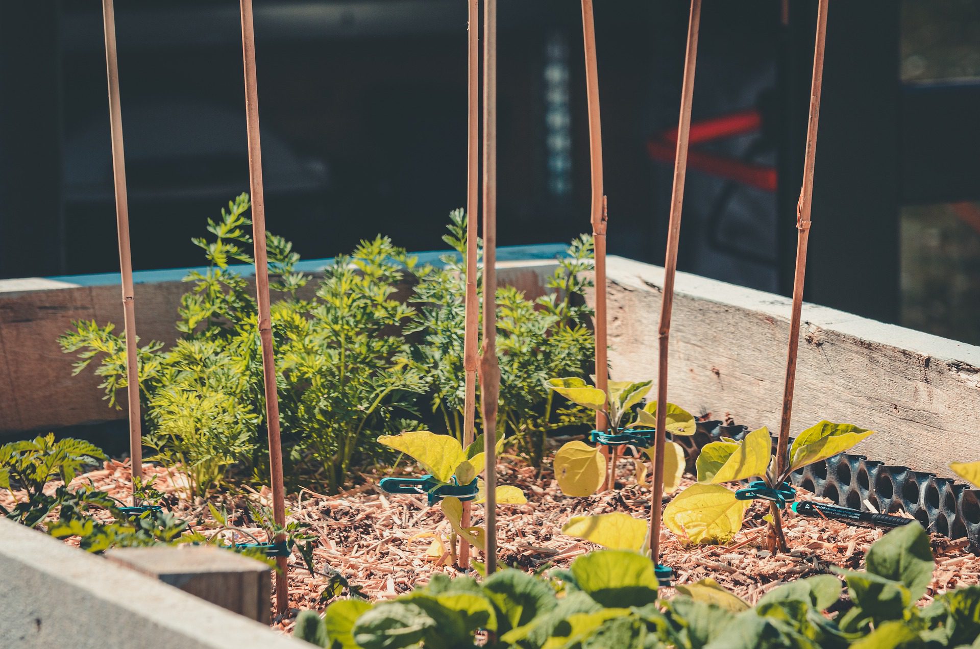 growing vegetables in a raise bed