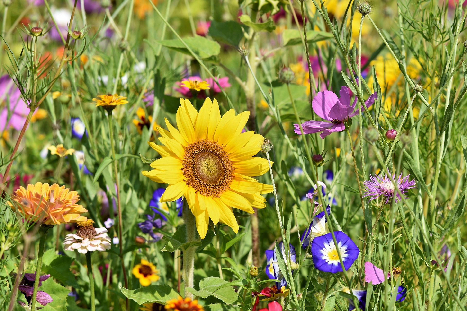 sunflower in a field