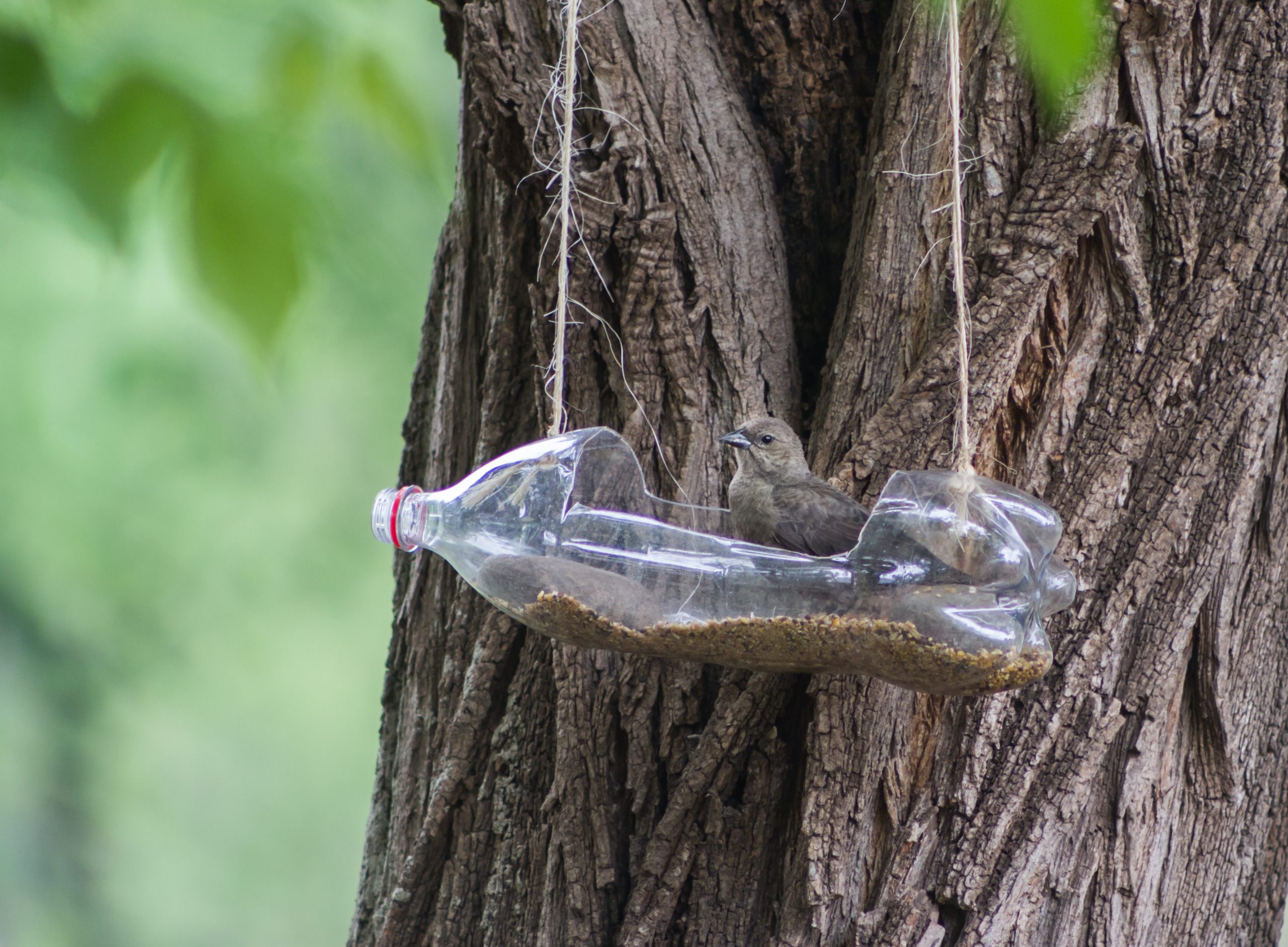 Bird in a DIY plastic bottle bird feeder