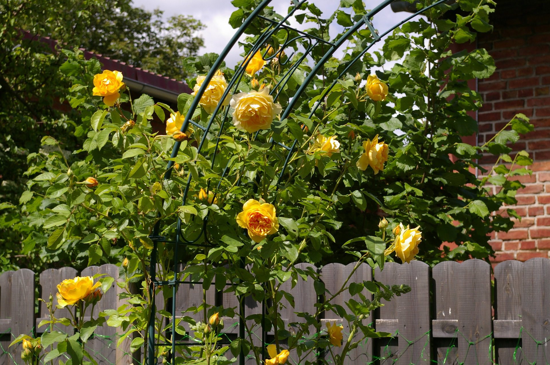 garden arch with yellow roses