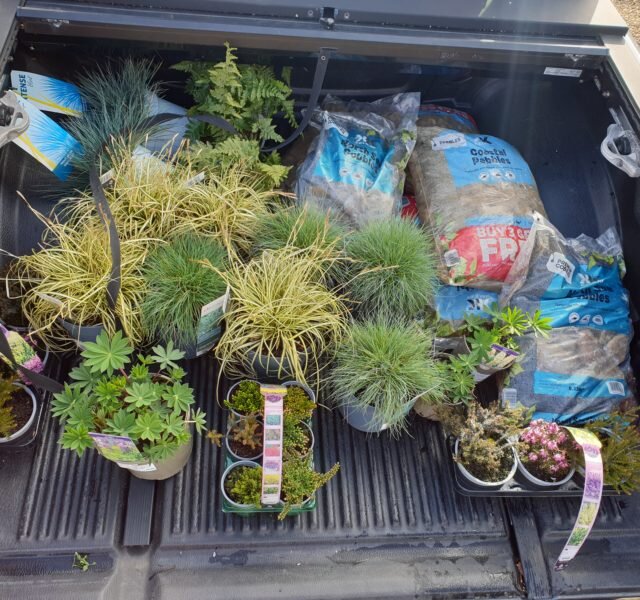 plants and supplies, Lorna's garden
