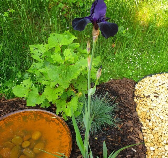 Purple flower, Lorna's garden