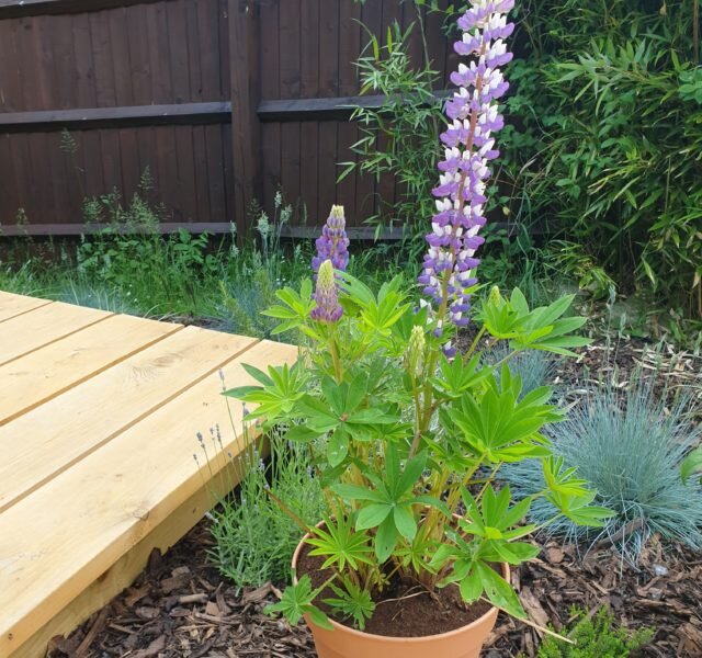 Foxglove, Lorna's garden