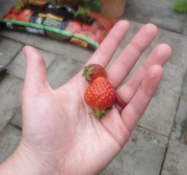 Strawberries in hand, Lorna's garden