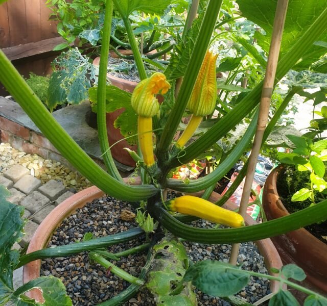 Courgettes, Lorna's garden