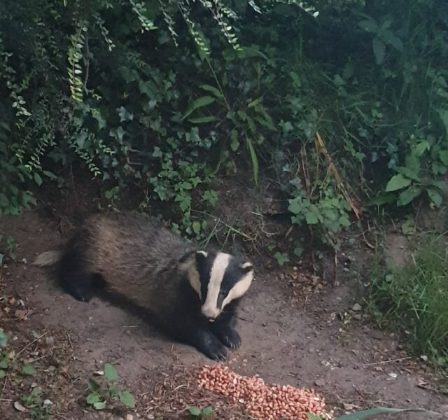Badger in Lorna's garden