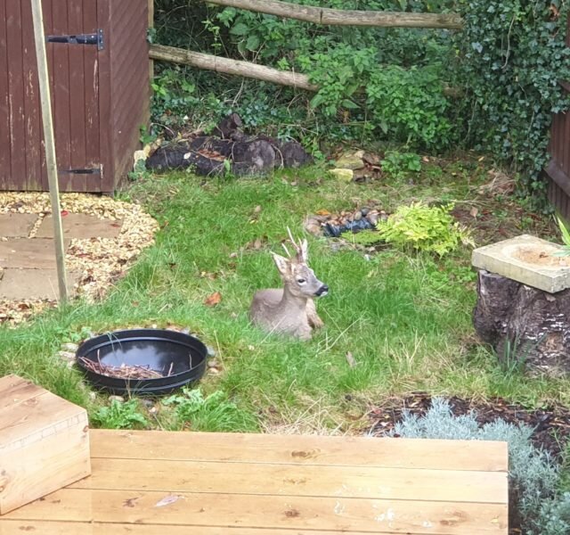 Deer in Lorna's garden