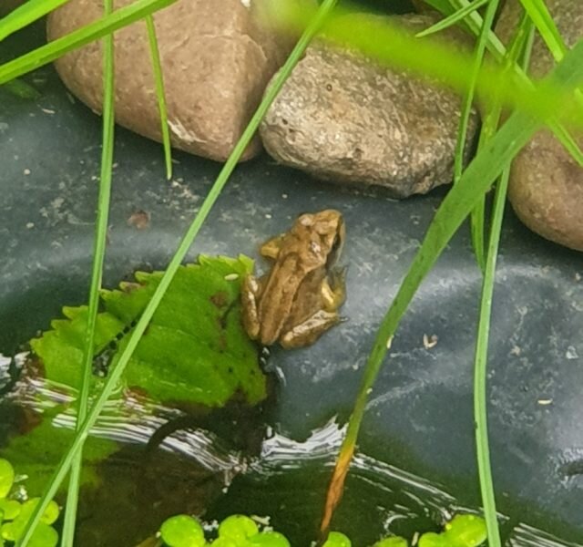 frog in Lorna's garden