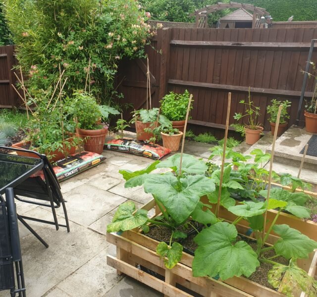 Patio with vegetables growing, Lorna's garden