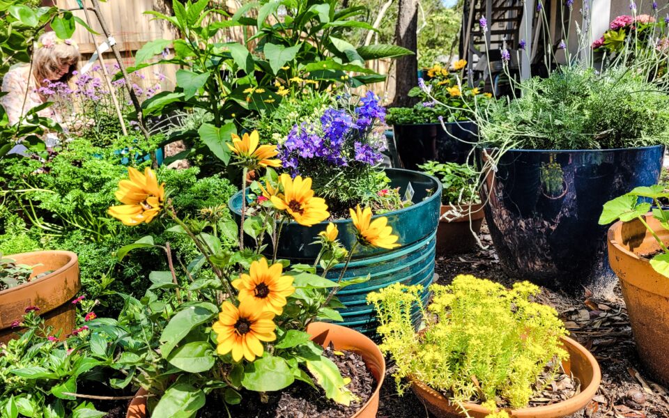 Vibrant garden with colourful potted plants.