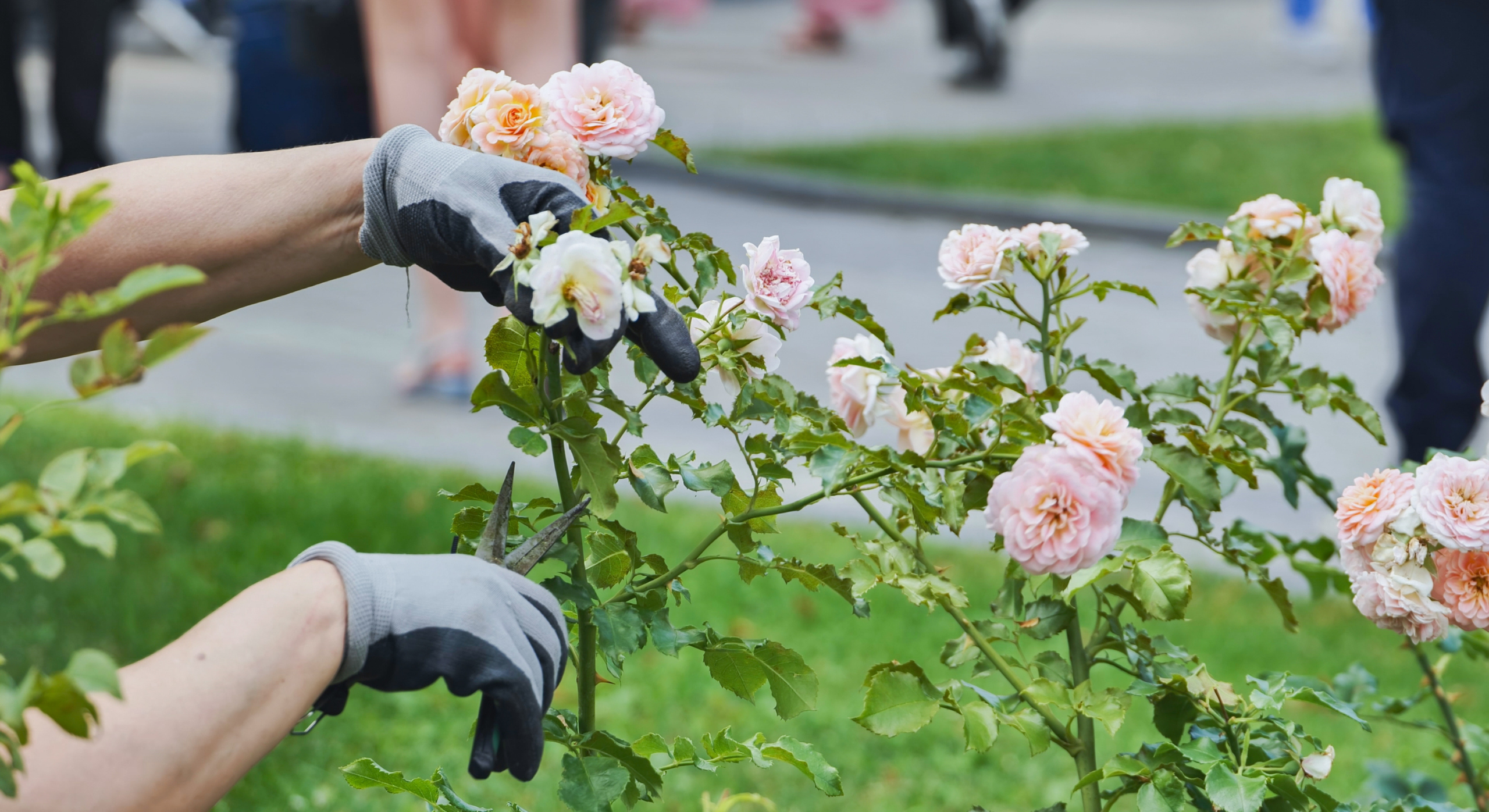 Deadheading roses.