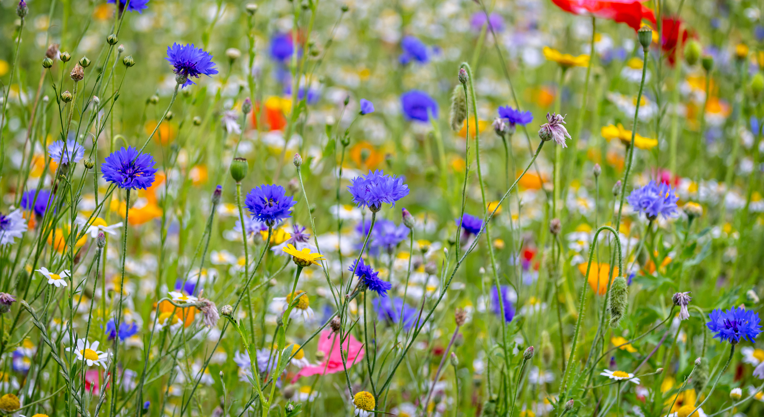 Colourful flowers in field.
