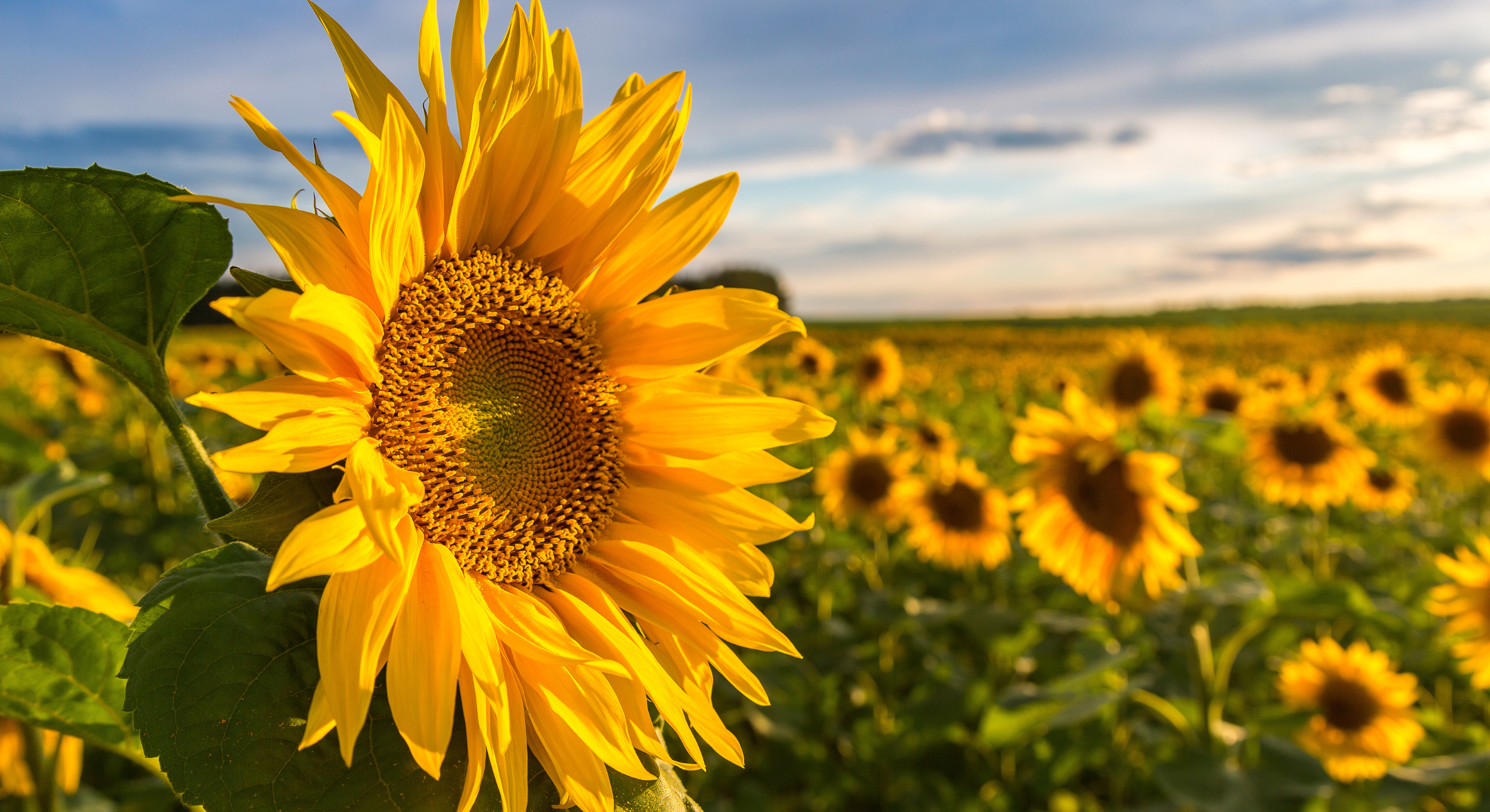 Sunflower field.
