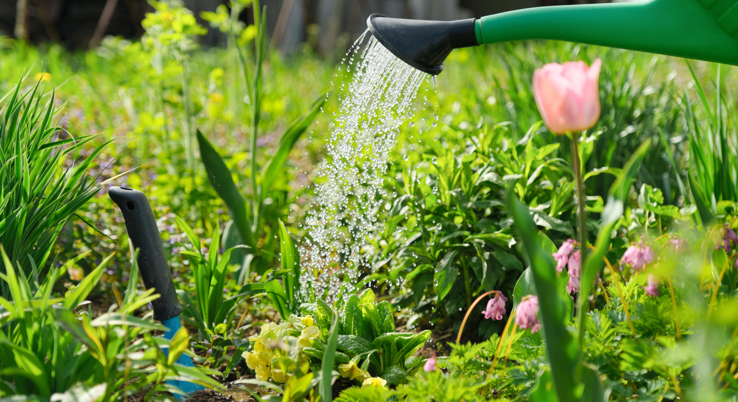 Watering can in garden.